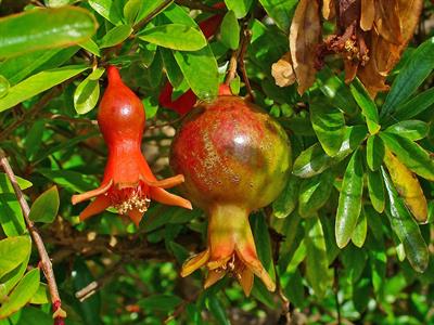 Punica granatum - انار